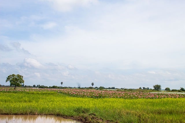 Libreng download lake nature khmer cambodia relax free picture to be edited with GIMP free online image editor