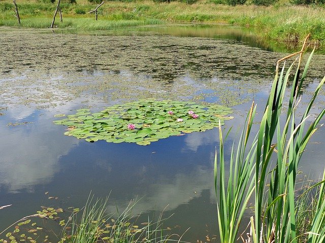 Free download Lake Pond Flowers -  free photo or picture to be edited with GIMP online image editor