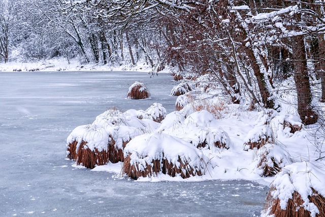 Free download lake pond tree snow riverbank free picture to be edited with GIMP free online image editor