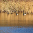 Lake Reed  screen for extension Chrome web store in OffiDocs Chromium