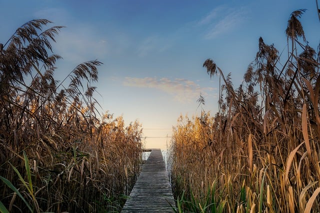 Bezpłatne pobieranie jeziora Reed Bawaria Niemcy bezpłatne zdjęcie do edycji za pomocą bezpłatnego edytora obrazów online GIMP