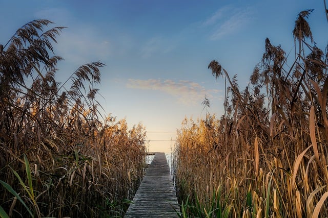 ດາວໂຫລດຟຣີ lake reed bavaria ເຢຍລະມັນຮູບພາບຟຣີທີ່ຈະແກ້ໄຂດ້ວຍ GIMP ບັນນາທິການຮູບພາບອອນໄລນ໌ຟຣີ