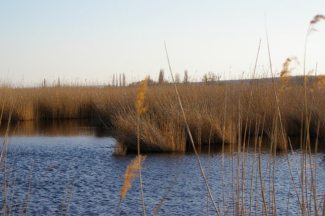 تنزيل Lake Reed Water مجانًا - صورة مجانية أو صورة ليتم تحريرها باستخدام محرر الصور عبر الإنترنت GIMP