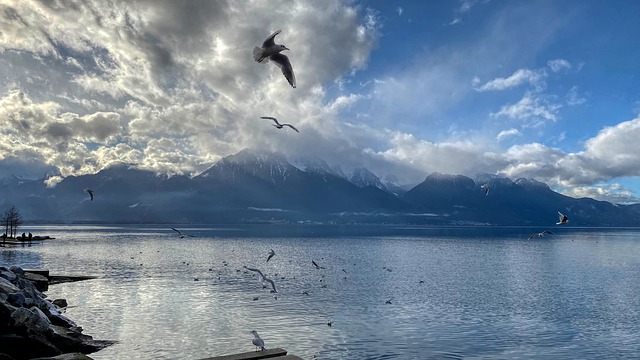 Free download lake seagull cloud reflection free picture to be edited with GIMP free online image editor