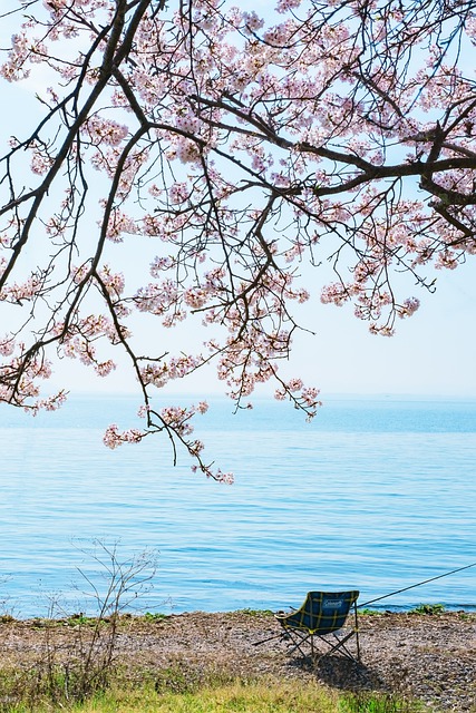 Free download lakeside cherry blossoms lake biwa free picture to be edited with GIMP free online image editor