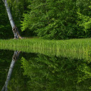 Lakeside trees  screen for extension Chrome web store in OffiDocs Chromium