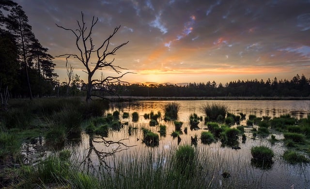 Free download lake sunset plants forest sky free picture to be edited with GIMP free online image editor
