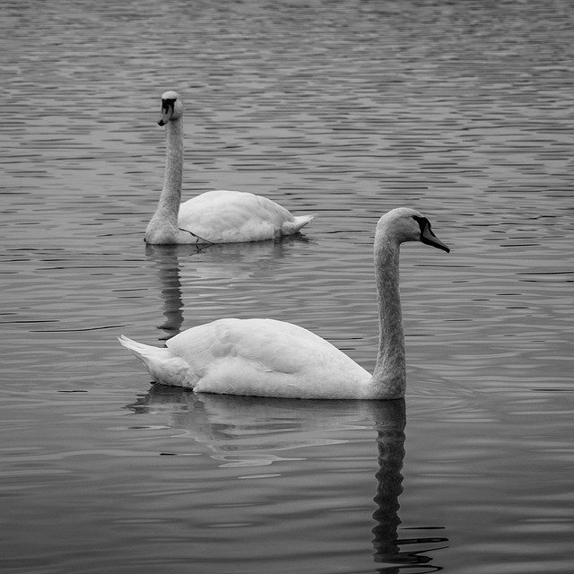 Descărcare gratuită Lake Swan Bird - fotografie sau imagine gratuită pentru a fi editată cu editorul de imagini online GIMP