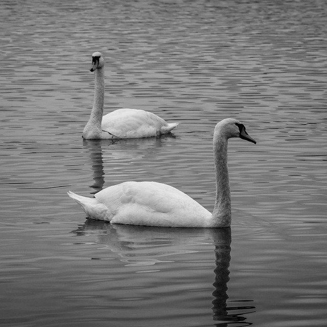 Descarga gratuita Lake Swan Bird: foto o imagen gratuita para editar con el editor de imágenes en línea GIMP