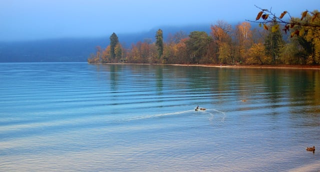 Free download lake thun trees ducks autumn water free picture to be edited with GIMP free online image editor
