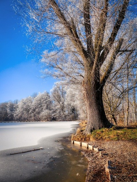 Free download lake tree frozen pond winter free picture to be edited with GIMP free online image editor