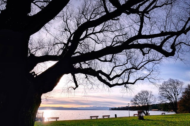 Free download lake tree meadow landscape nature free picture to be edited with GIMP free online image editor
