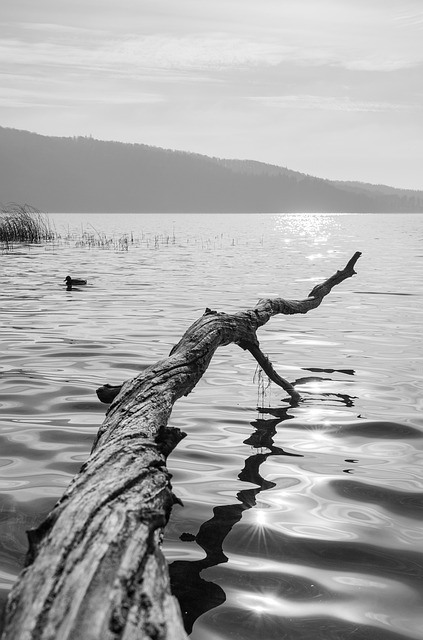 Free download lake tree trunk bark wood water free picture to be edited with GIMP free online image editor