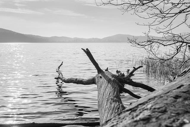 Free download lake tree trunk water tribe wood free picture to be edited with GIMP free online image editor