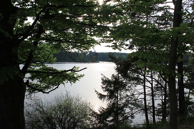 무료 다운로드 Lake View Tree - 무료 사진 또는 김프 온라인 이미지 편집기로 편집할 사진