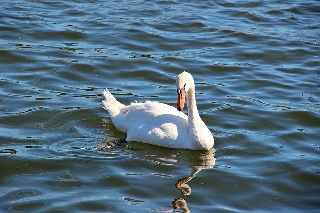 湖の水鳥を無料でダウンロード-GIMPオンラインイメージエディターで編集できる無料の写真または画像