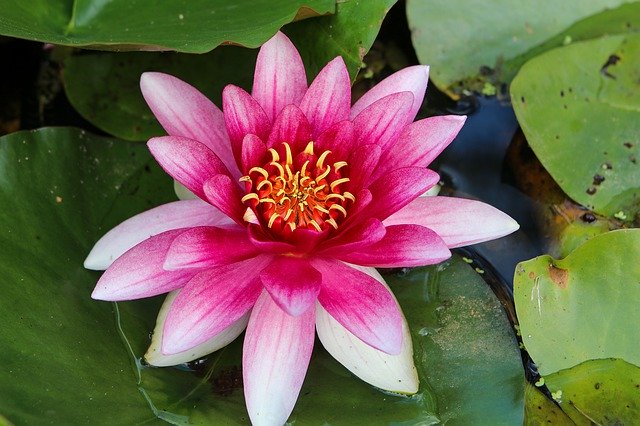 Descarga gratuita Lake Water Lily Flower - foto o imagen gratuita para editar con el editor de imágenes en línea GIMP