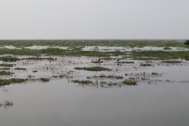 Unduh gratis Lake Water Plants Kerala - foto atau gambar gratis untuk diedit dengan editor gambar online GIMP