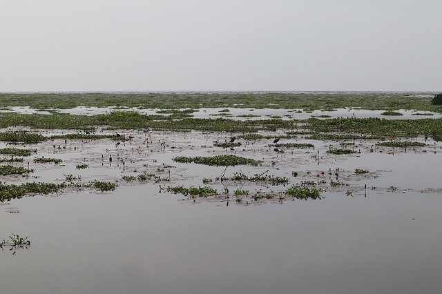 دانلود رایگان Lake Water Plants Kerala - عکس یا تصویر رایگان برای ویرایش با ویرایشگر تصویر آنلاین GIMP