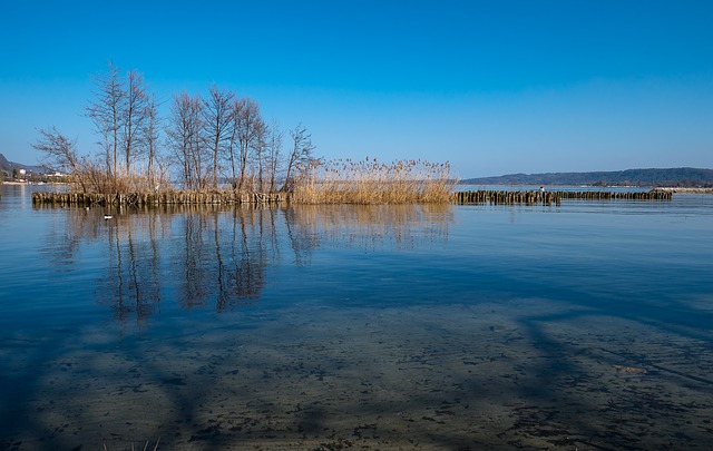 Baixe gratuitamente a imagem gratuita das árvores da zona costeira da água do lago para ser editada com o editor de imagens on-line gratuito do GIMP