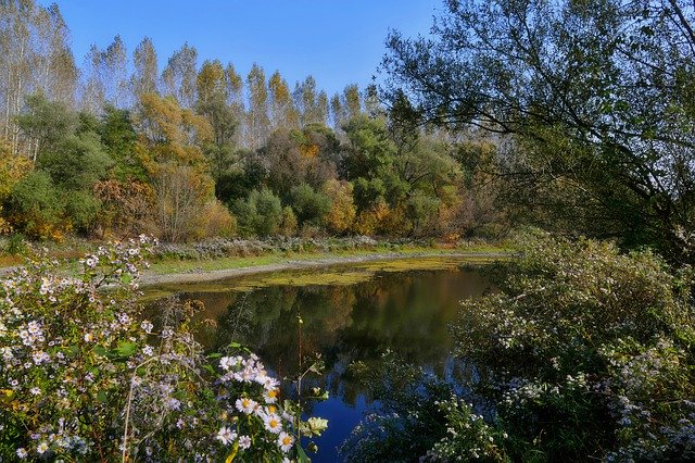 Kostenloser Download Lake Water Swamp - kostenloses Foto oder Bild zur Bearbeitung mit GIMP Online-Bildbearbeitung