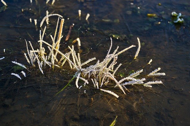 Free download lake white grass nature ice free picture to be edited with GIMP free online image editor