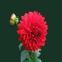 Lala Flower theme  screen for extension Chrome web store in OffiDocs Chromium