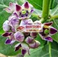 Free download lal-kitab-upchar free photo or picture to be edited with GIMP online image editor