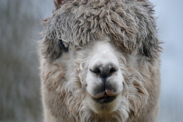 Free download lama alpaca animal mammal wildlife free picture to be edited with GIMP free online image editor