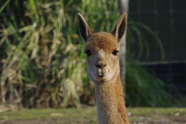 Gratis download Lama Alpaca Fluffy - gratis foto of afbeelding om te bewerken met GIMP online afbeeldingseditor