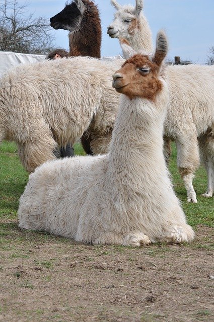 Free download Lama Alpaca Hairy -  free photo or picture to be edited with GIMP online image editor