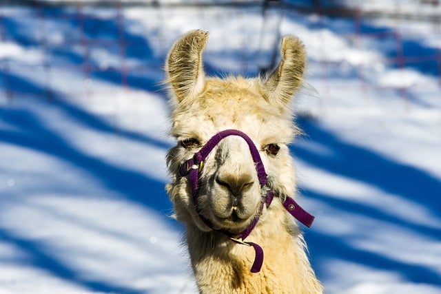 Free download lama alpaca head curious nose free picture to be edited with GIMP free online image editor