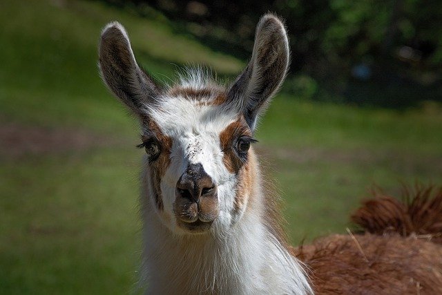 Free download lama alpaca spotted patched head free picture to be edited with GIMP free online image editor