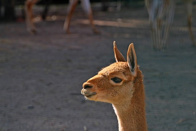 Free download lama animal mammal ears species free picture to be edited with GIMP free online image editor