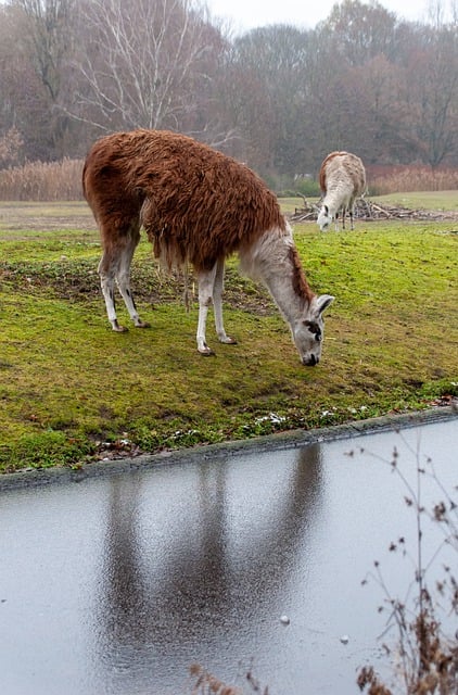 Kostenloser Download Lama Animal Nature Kostenloses Bild, das mit dem kostenlosen Online-Bildeditor GIMP bearbeitet werden kann
