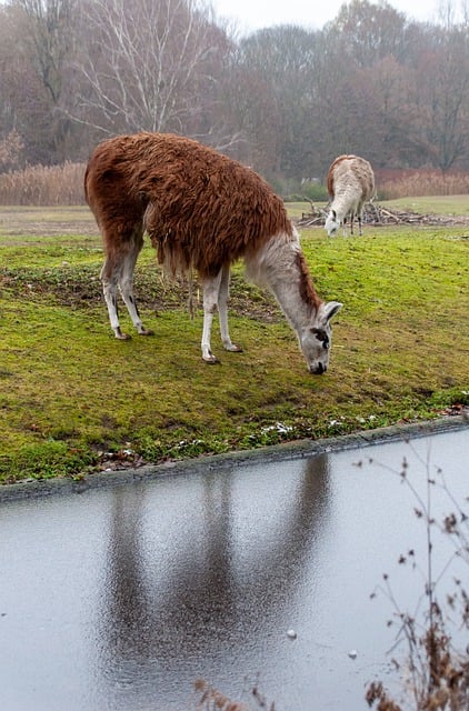 Descarga gratis la imagen de la naturaleza animal de lama para editar con el editor de imágenes en línea gratuito GIMP