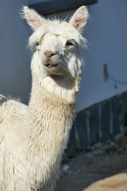 Free download Lama Animal White -  free photo or picture to be edited with GIMP online image editor