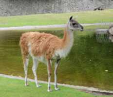 Free download Lama Guanaco - Berlin Zoo free photo or picture to be edited with GIMP online image editor