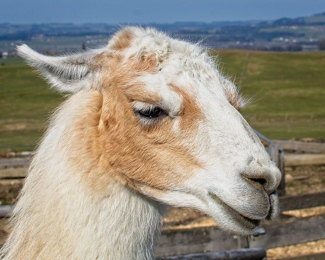 Free download Lama Head Animal -  free photo or picture to be edited with GIMP online image editor