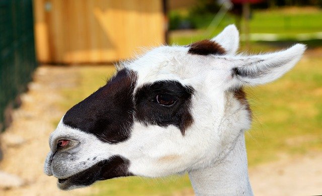 Free download Lama Head Portrait -  free photo or picture to be edited with GIMP online image editor