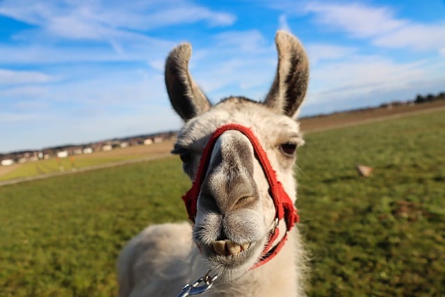 Free download lama mammal fur animal face animal free picture to be edited with GIMP free online image editor