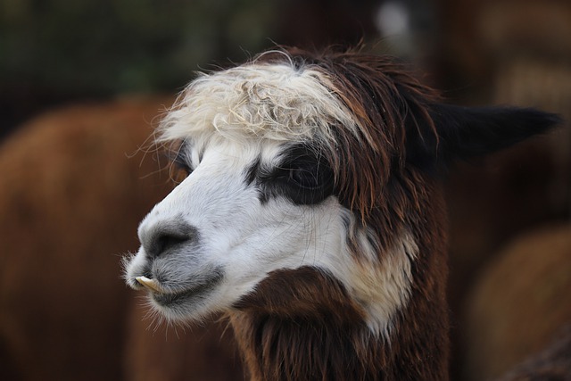Free download lama mammal head fur portrait free picture to be edited with GIMP free online image editor