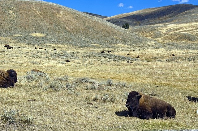 Muat turun percuma Lamar Valley Buffalo Bison - foto atau gambar percuma untuk diedit dengan editor imej dalam talian GIMP