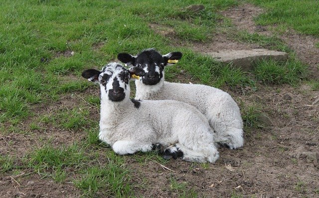 Скачать бесплатно Lamb Easter Meadow - бесплатное фото или изображение для редактирования с помощью онлайн-редактора изображений GIMP