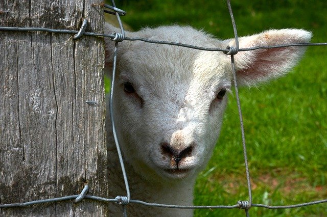 Descarga gratuita Lamb Fence Animal: foto o imagen gratuita para editar con el editor de imágenes en línea GIMP