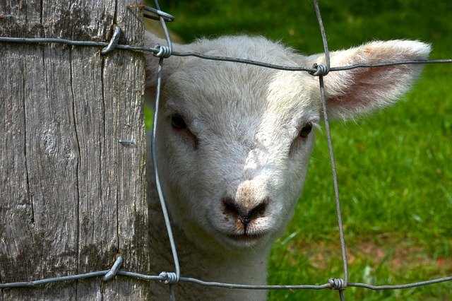Free download Lamb Fence Animal -  free photo or picture to be edited with GIMP online image editor