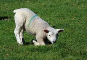 Free download Lamb Kneeling free photo or picture to be edited with GIMP online image editor