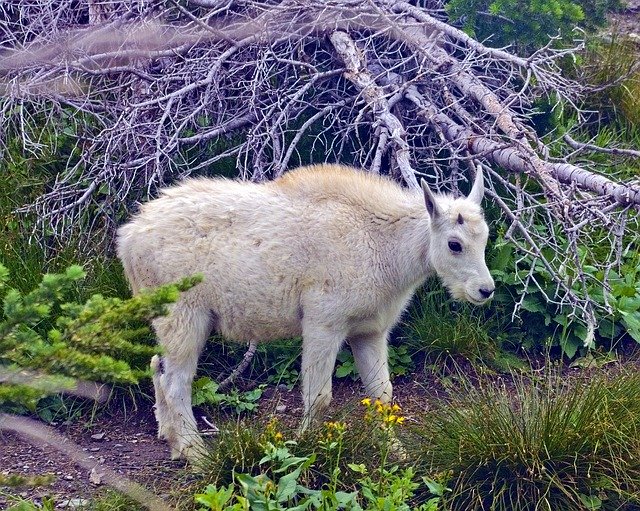Téléchargement gratuit de la forêt alpine de chèvre de montagne d'agneau - photo ou image gratuite à éditer avec l'éditeur d'images en ligne GIMP