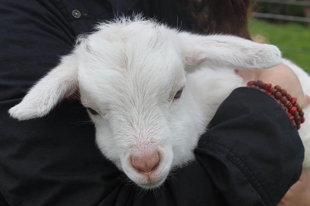 Free download lamb nz animal baby sheep grass free picture to be edited with GIMP free online image editor