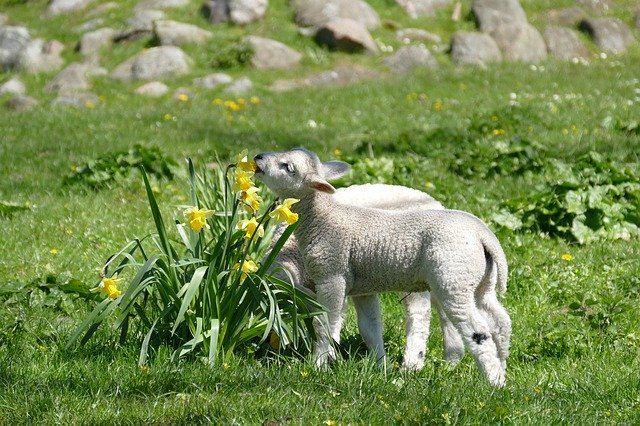 Descarga gratuita Lambs Easter Animal: foto o imagen gratuita para editar con el editor de imágenes en línea GIMP
